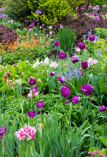 Blumenbeet mit Tulpen, Nelkenwurz, Allium und Bergenien