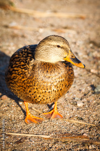 Closeup of duck on sand