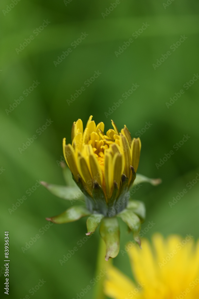 tarassaco soffione soffioni fiore giallo tarassaco soffione soffioni fiore giallo