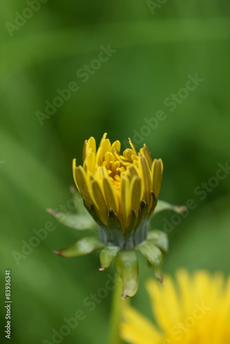 tarassaco soffione soffioni fiore giallo