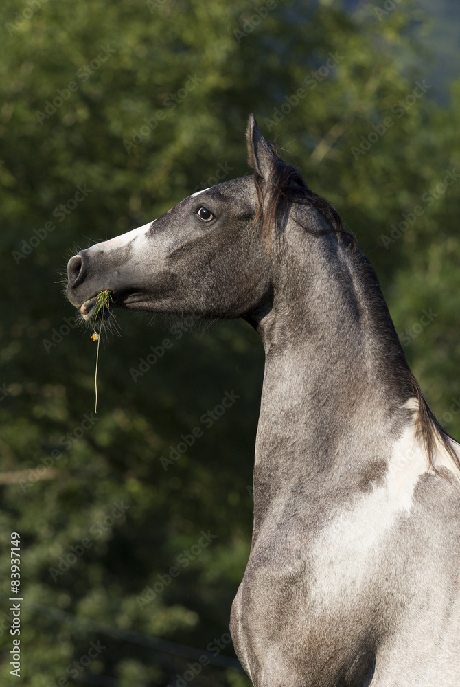 Obraz premium Arabische Stute