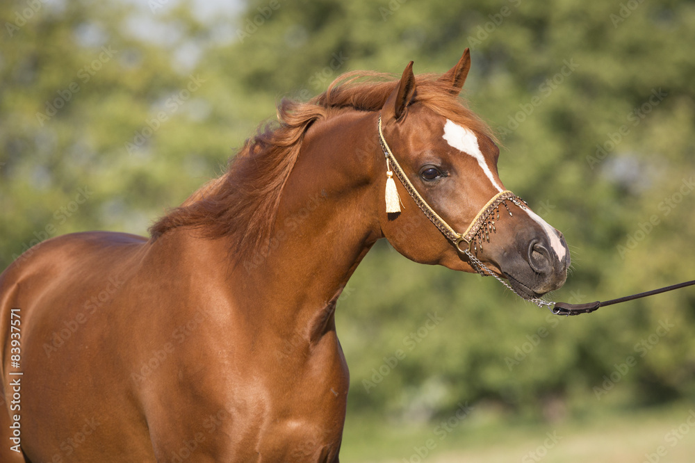 Obraz premium Arabischer Fuchs Wallach