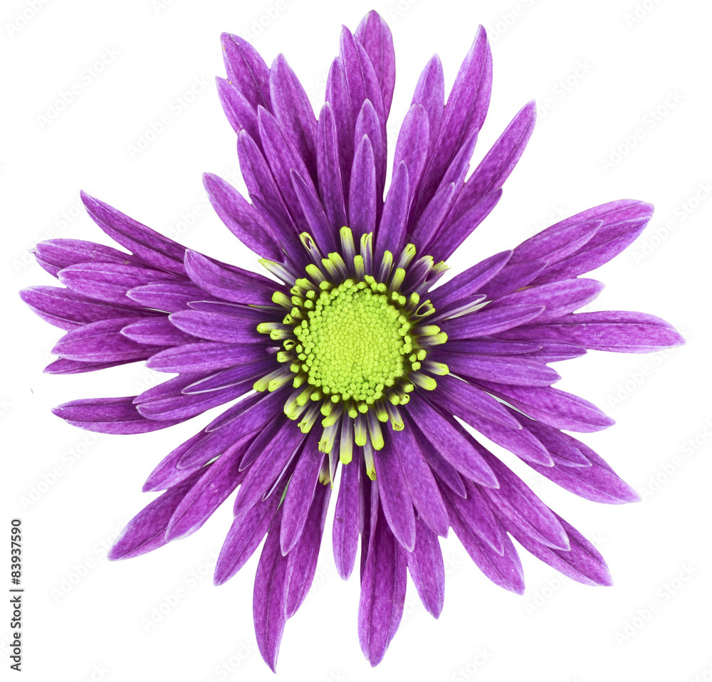 Violet flower on isolated background 