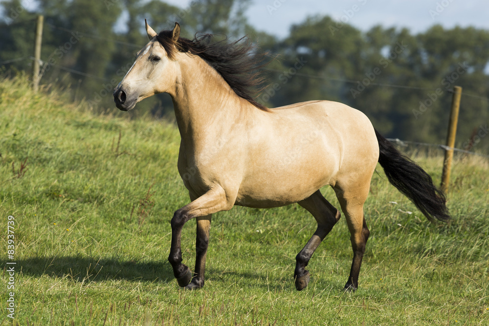 Falbfarbene Lusitano Stute Auf Der Weide Falbfarbene Lusitano Stute Auf Der Weide