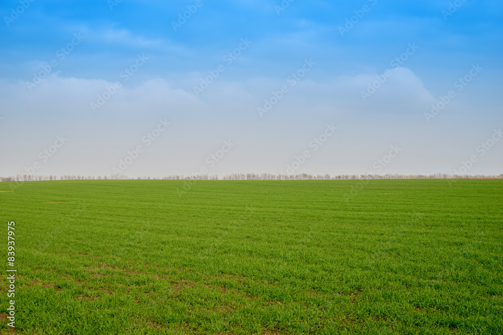 Autumn sown field Autumn sown field