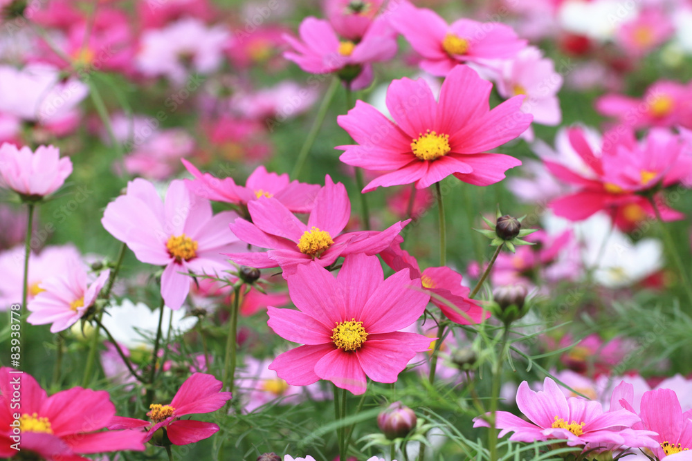 Cosmos flowers,pink and red flowers blooming in garden 