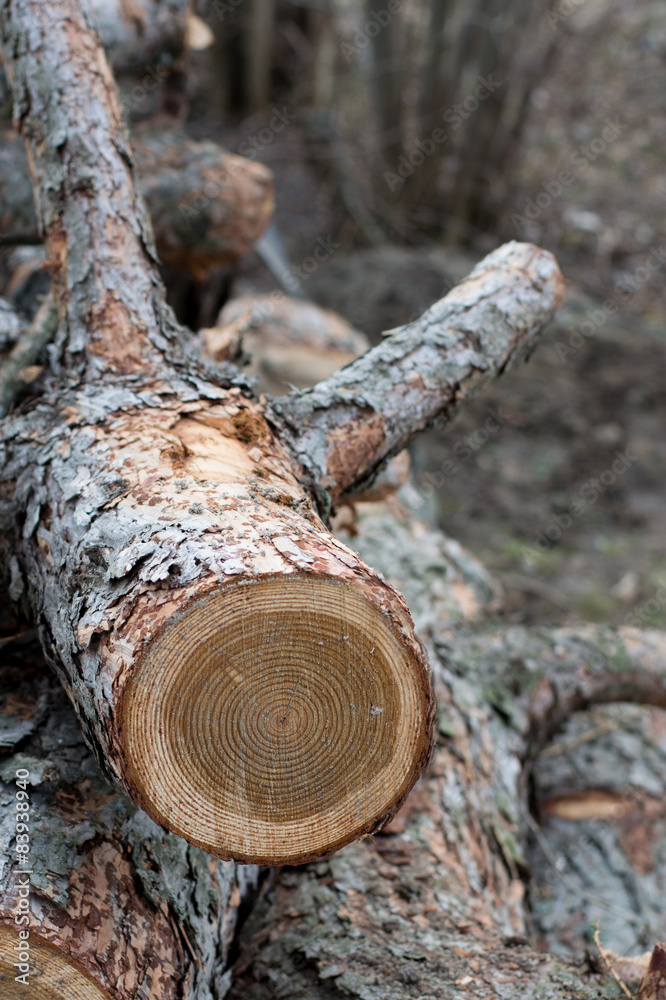 Fototapeta premium Tree Ring