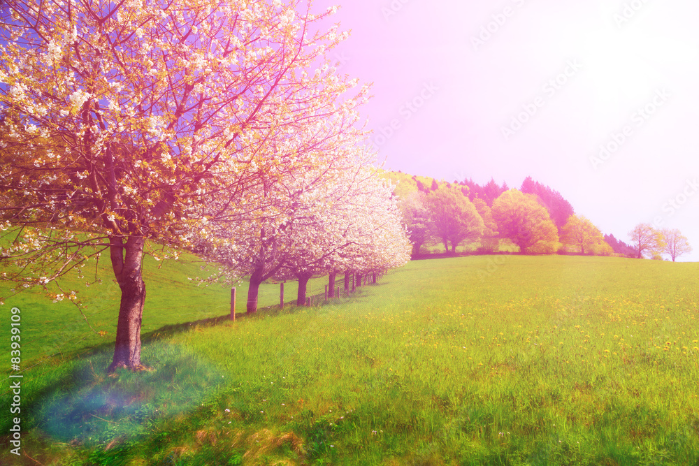 Dreamy summer landscape with blossoming cherry trees in fields.