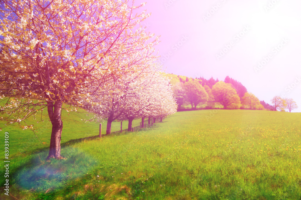 Dreamy summer landscape with blossoming cherry trees in fields. Dreamy summer landscape with blossoming cherry trees in fields.
