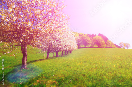 Dreamy summer landscape with blossoming cherry trees in fields.