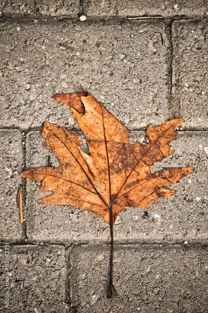 Withered leaf over concrete blocks