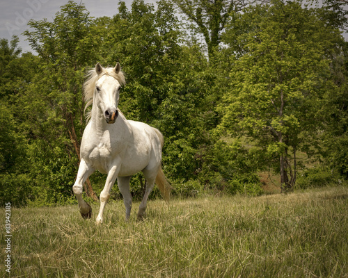 Fototapeta Naklejka Na Ścianę i Meble -  White Arabian horse running towards viewer in grassy meadow