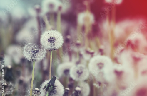 Dandelions Field Vintage Retouch and Shallow Depth of Field