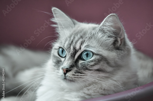 Blauäugige Ragdoll-Katze