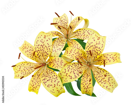 Fototapeta Naklejka Na Ścianę i Meble -  tiger lily flowers on a white background