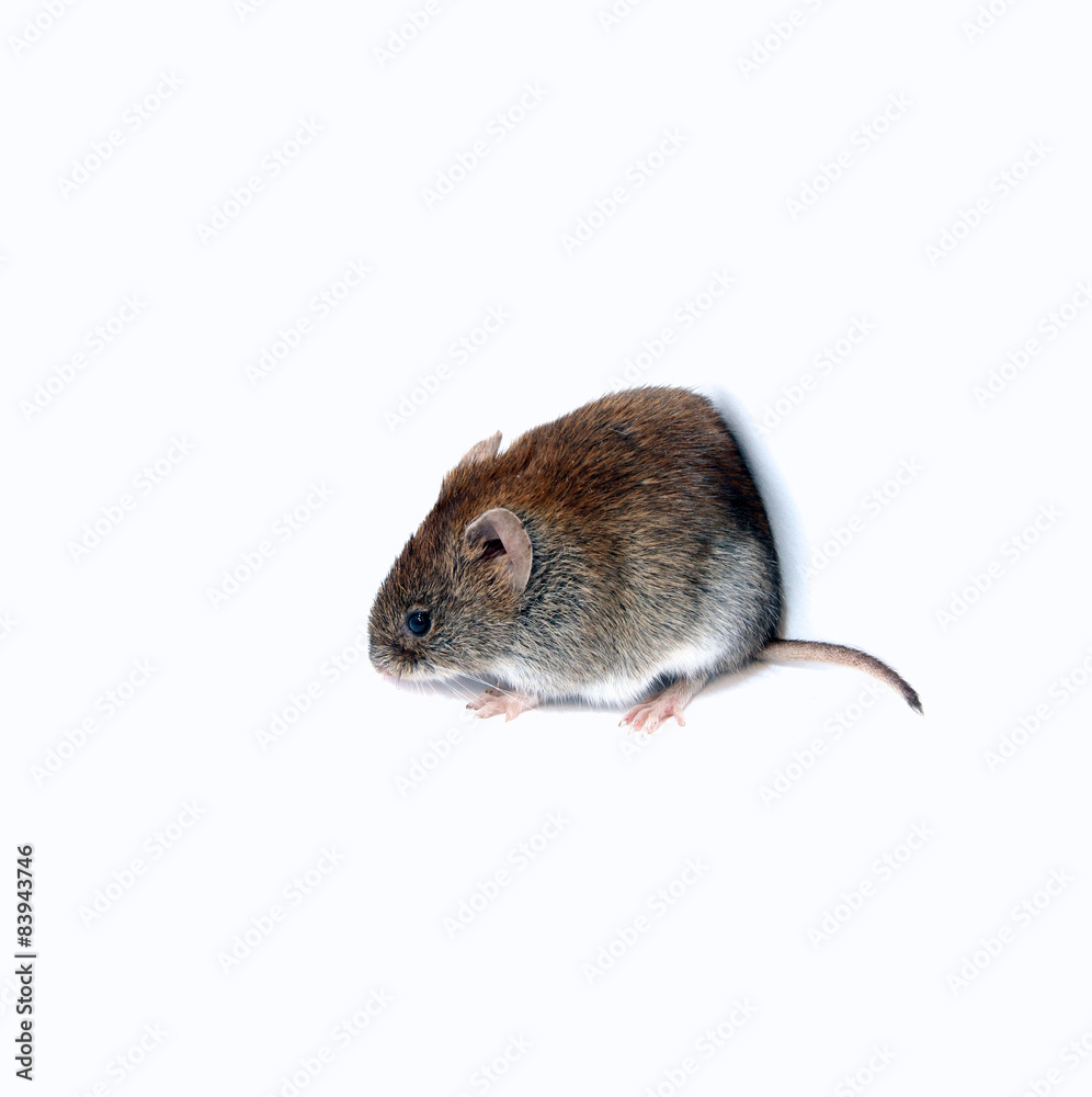 Little brown mouse Little brown mouse