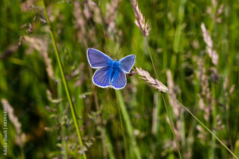 Fototapeta premium Insect 2015: srebrno-zielony niebieskawy - 4