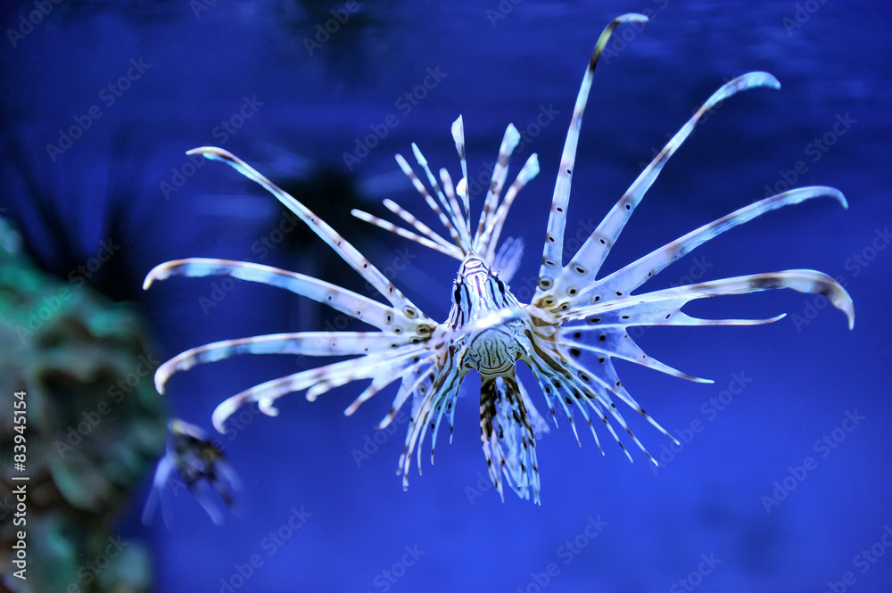 Obraz premium Lionfish