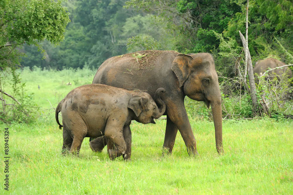 Fototapeta premium Elephants