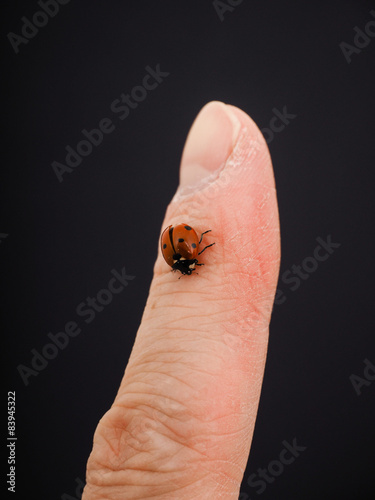 Ladybird walking downwards on a finger isolated towards black ba