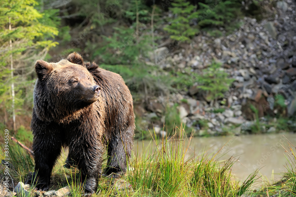 Brown bear