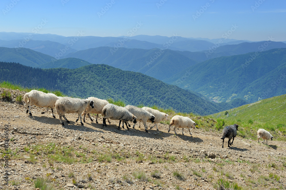 Obraz premium Sheep