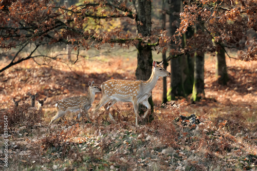 Whitetail Deer standing in autumn day