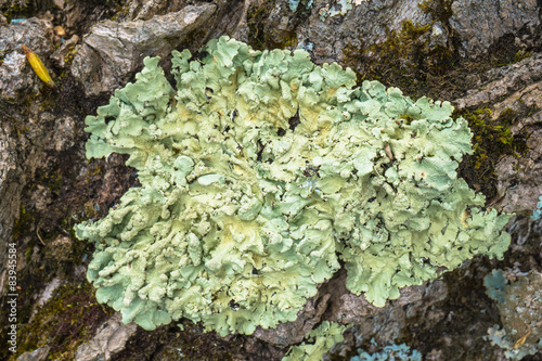 lovely green lichen on tree bark photo