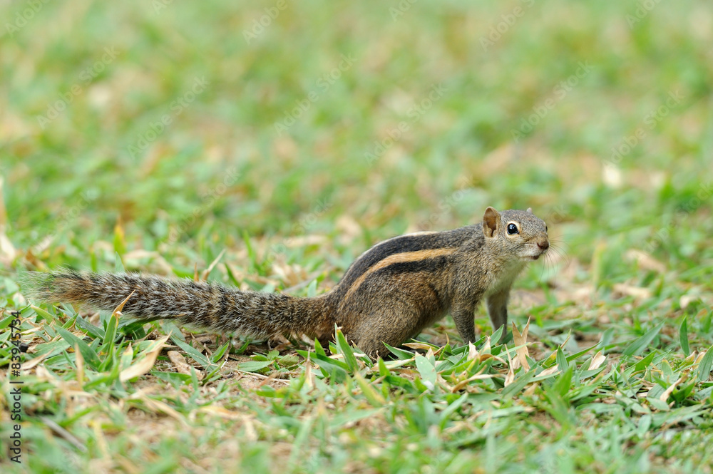 Fototapeta premium Wild chipmunk