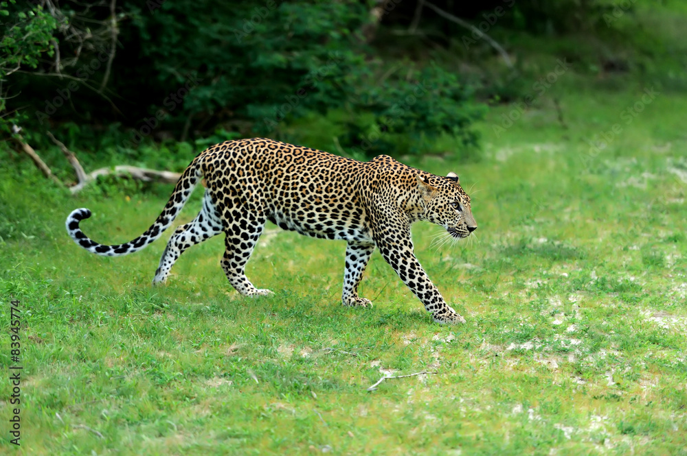 Obraz premium Leopard