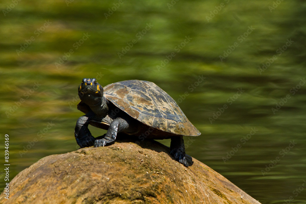 Obraz premium Close up shot of turtles in amazon rainforest, Yasuni National