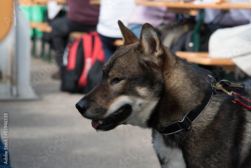 Shikoku dog photo