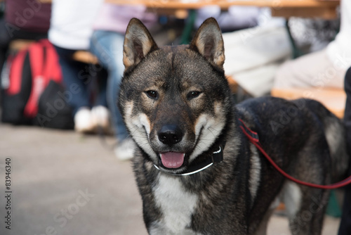 Shikoku dog