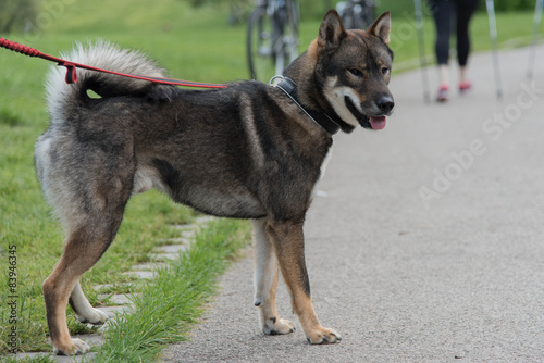 Shikoku dog