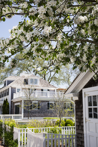 Flowering cherry tree in Edgartown Massachusetts in Martha's Vineyard. photo