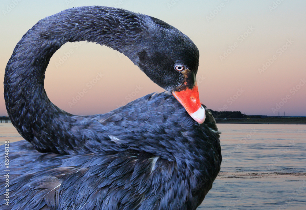 Fototapeta premium black swan