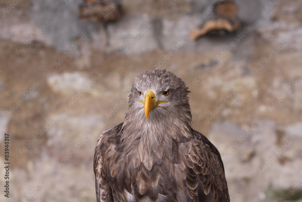 Fototapeta premium Europäischer Seeadler - Kopf