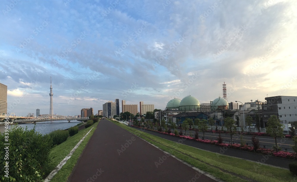 Fototapeta premium sky tree