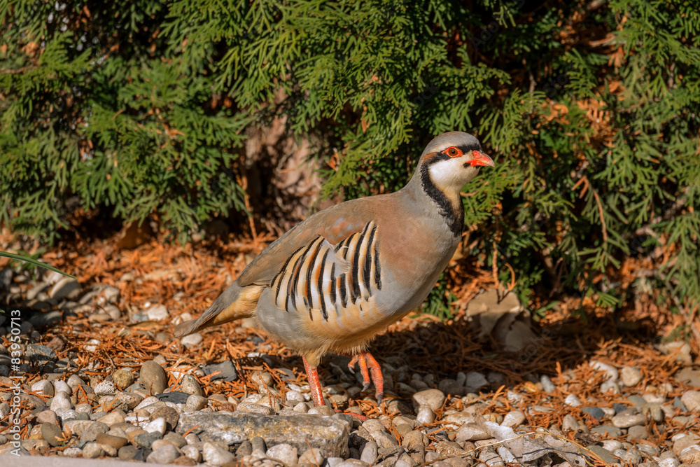 Chukar enjoying warm morning sunshine Chukar enjoying warm morning sunshine