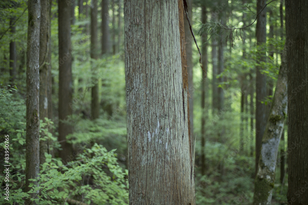 Forest of Japan Forest of Japan