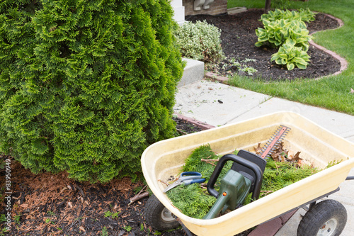 Fotografija Using a hedge trimmer to trim Arborvitaes