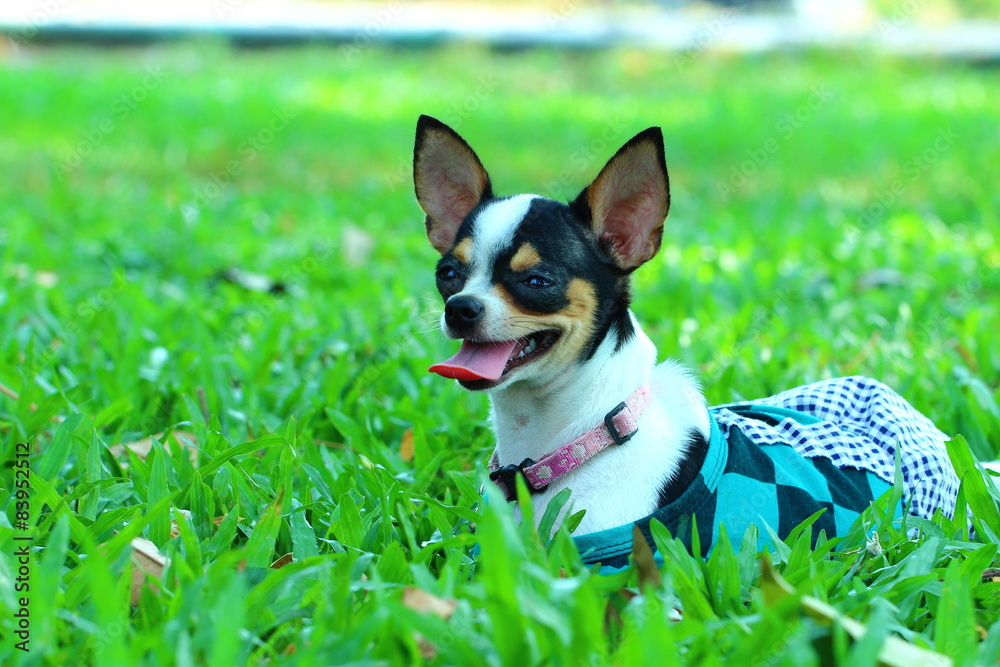 Chihuahua, dog Chihuahua, dog