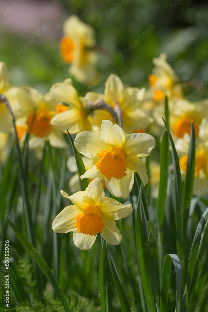 yellow narcissus