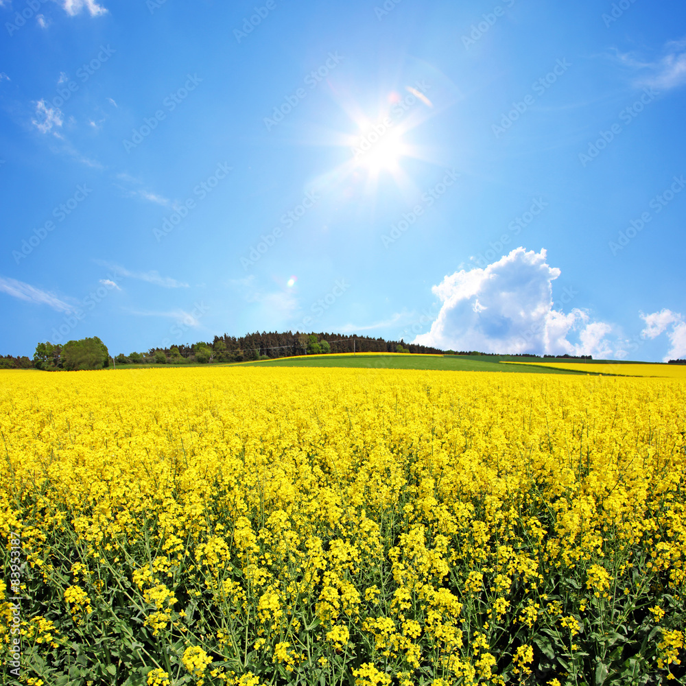 Fototapeta premium Rapsfeld im Sommer
