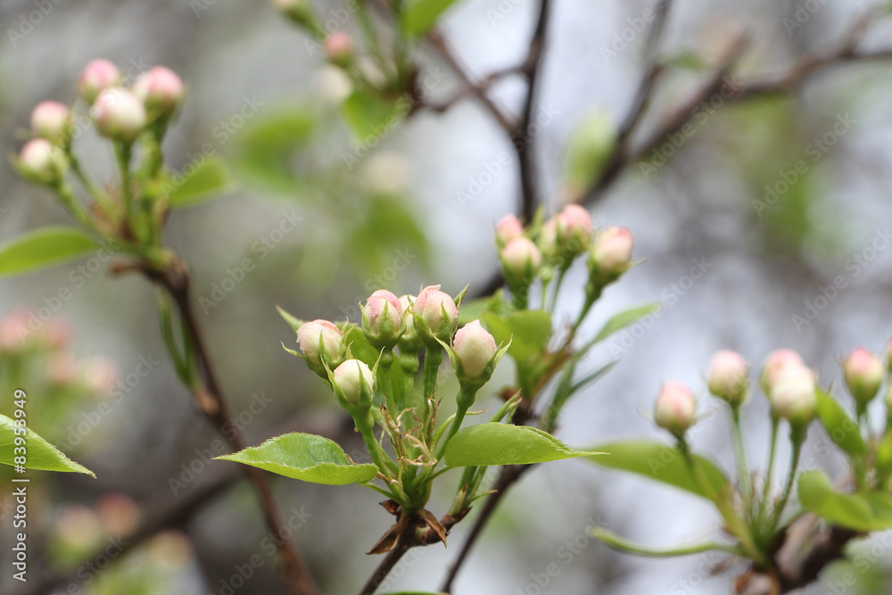 The blossoming apple-tree branches in a spring garden The blossoming apple-tree branches in a spring garden