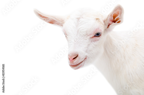Portrait of a white little goat