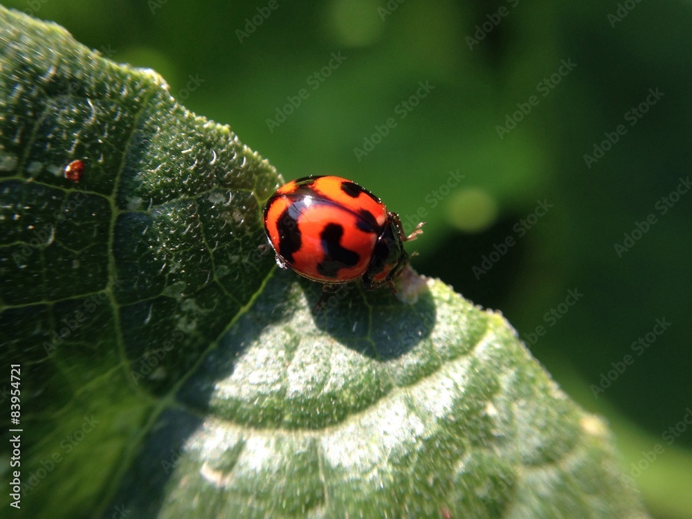 Obraz premium ladybug on green leaf