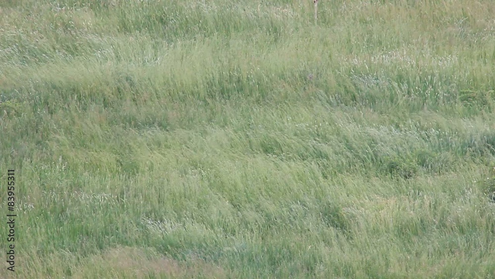 landscape of grass spikes moved by the wind landscape of grass spikes moved by the wind