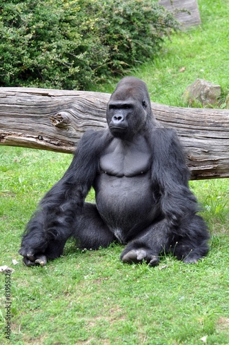 Gorilla-M  nnchen