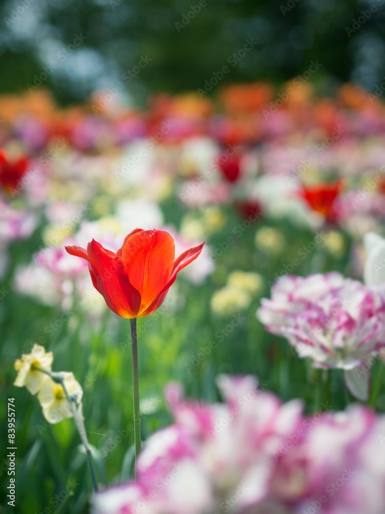 Beautiful colour tulip flowers in garden with blurred background